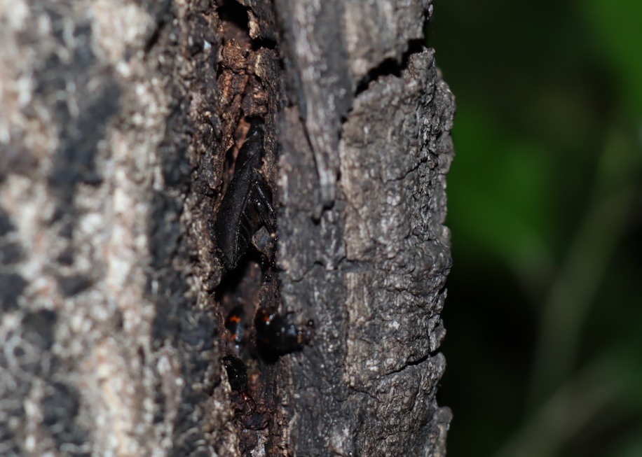 洞に潜む コクワガタ_住宅脇の昆虫達の飲み屋のクヌギ_2023年5月2日19時5分気温17度